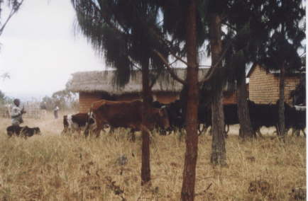 Ein Hütejunge treibt die Kühe und Ziegen von mehreren Bauern auf die Weide.