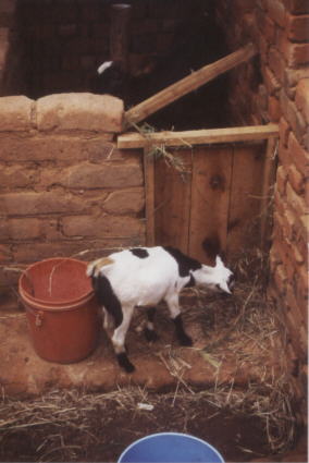 Eine Ziege aus dem Tierprojekt der Jahre 2001 und 2002.