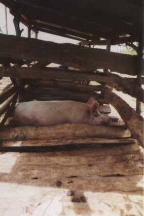Die Schweinezucht wächst. Bisher wurden beim ersten Wurf 4 Ferkel geboren, beim 2. und 3. Wurf zusammen 13 Ferkel. 