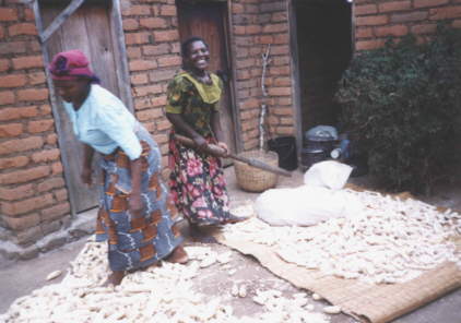 Die gedrockneten und somit extrem harten Maiskolben werden in Säcke gefüllt und mit einem Stock wird auf die Säcke gedroschen. 